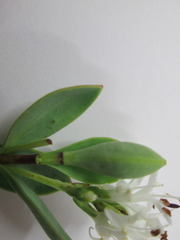 Veronica pinguifolia