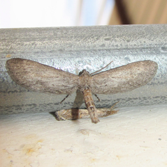 Glaucina interruptaria