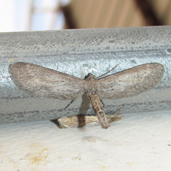Glaucina interruptaria