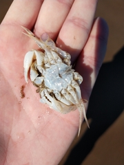 Ovalipes trimaculatus