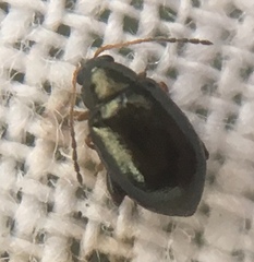 Aphthona