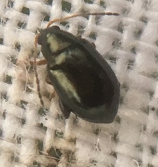 Aphthona
