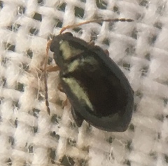 Aphthona