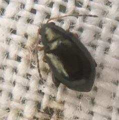 Aphthona