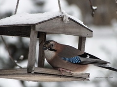 Garrulus glandarius