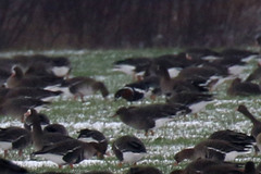 Branta ruficollis