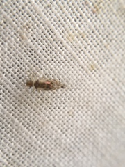 Graphopsocus