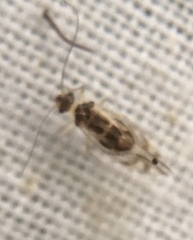 Graphopsocus