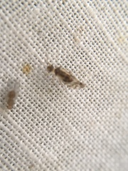 Graphopsocus