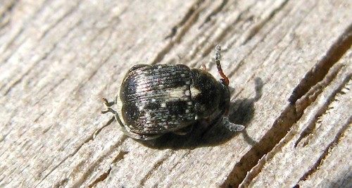 Representative image of Bruchus rufipes