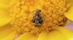 Bruchidius bimaculatus