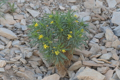 Euryops arabicus