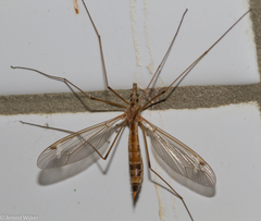 Tipula lunata