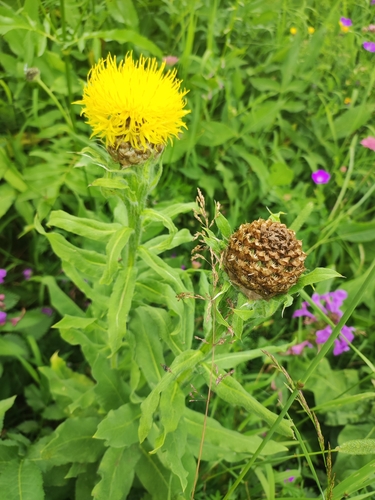 Image of Centaurea macrocephala by (c) Dmitry Ivanov, some rights reserved (CC BY)