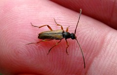 Alosterna tabacicolor