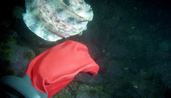 Nebulous Snailfish photo 3