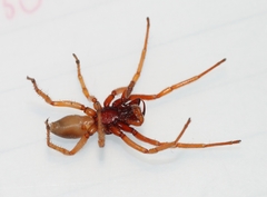 Dysderidae