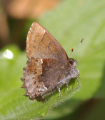 Callophrys henrici