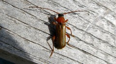 Phymatodes testaceus