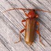 Phymatodes testaceus - Photo (c) michi1,  זכויות יוצרים חלקיות (CC BY-NC), uploaded by michi1