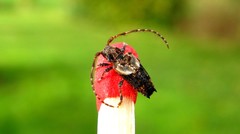 Pogonocherus hispidus