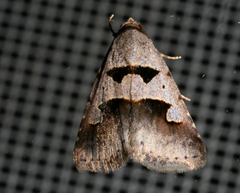 Anoba plumipes