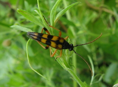 Strangalia attenuata