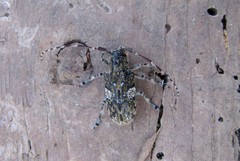 Mesosa nebulosa