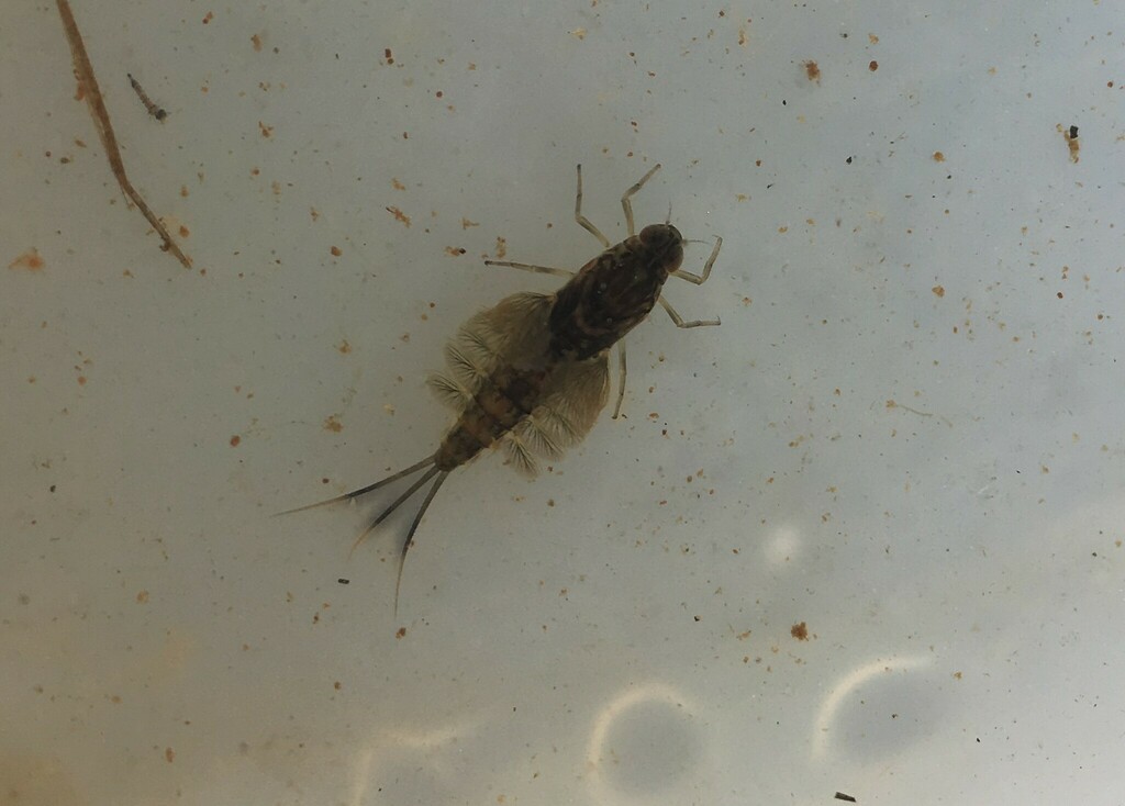 Siphlonurus flavidus