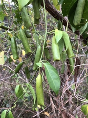 Neoalsomitra clavigera