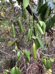 Neoalsomitra clavigera