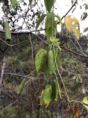 Neoalsomitra clavigera