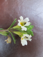 Euphrasia laingii