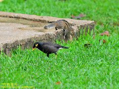 Acridotheres tristis melanosternus