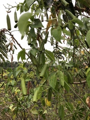 Neoalsomitra clavigera