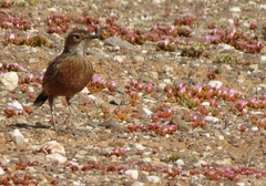 Chersomanes albofasciata