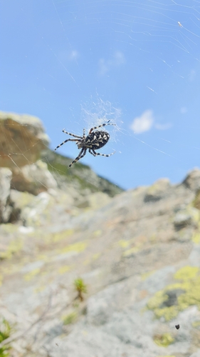 Aculepeira carbonaria