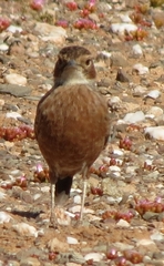 Chersomanes albofasciata