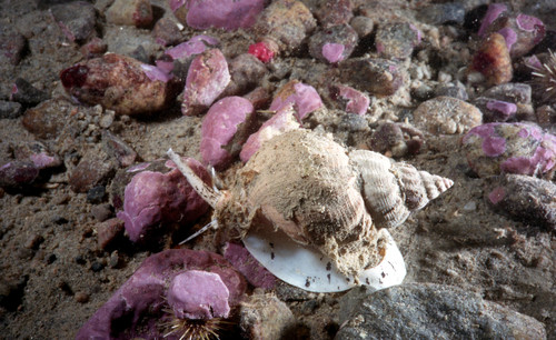 Common Whelk