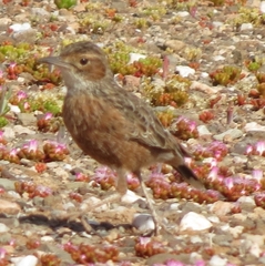 Chersomanes albofasciata