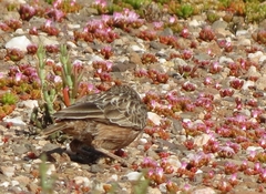 Chersomanes albofasciata