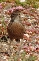 Chersomanes albofasciata