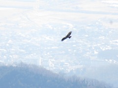 Milvus migrans lineatus