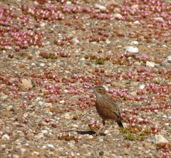 Chersomanes albofasciata