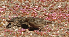 Chersomanes albofasciata