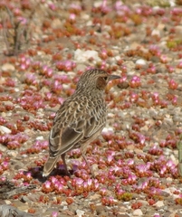 Chersomanes albofasciata