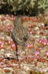 Chersomanes albofasciata