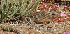 Chersomanes albofasciata