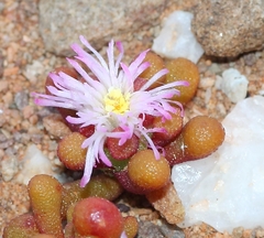 Mesembryanthemum subtruncatum