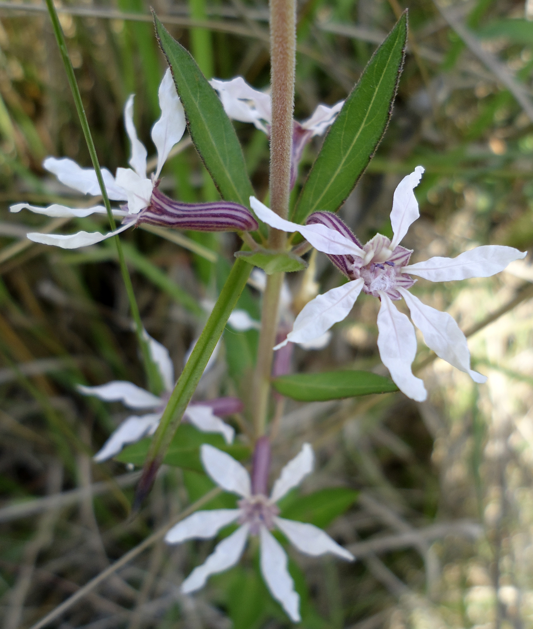 Cuphea lysimachioides